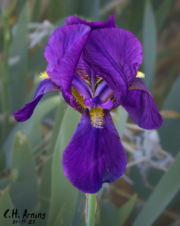 Purple Majesty