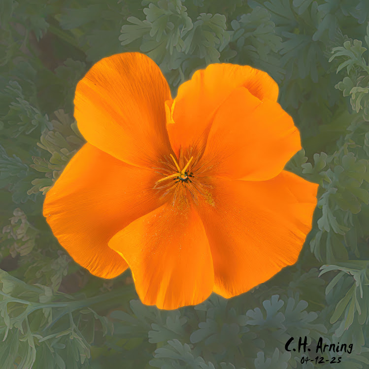 Wild Flame