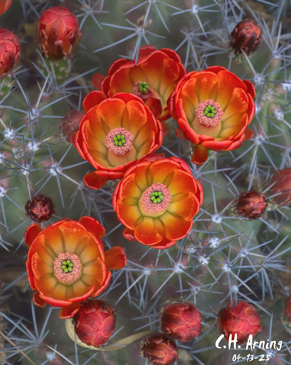 Cactus Choir