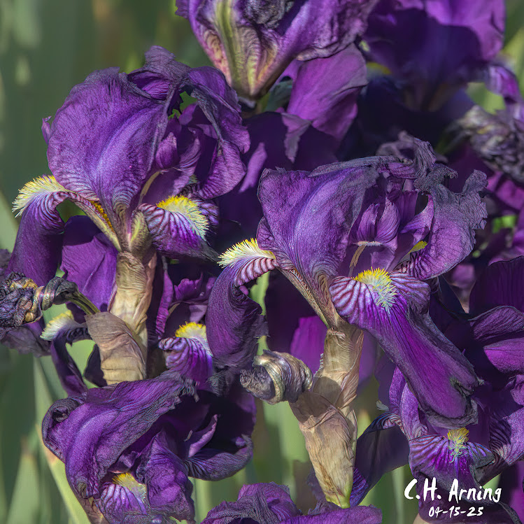 Purple Gusts