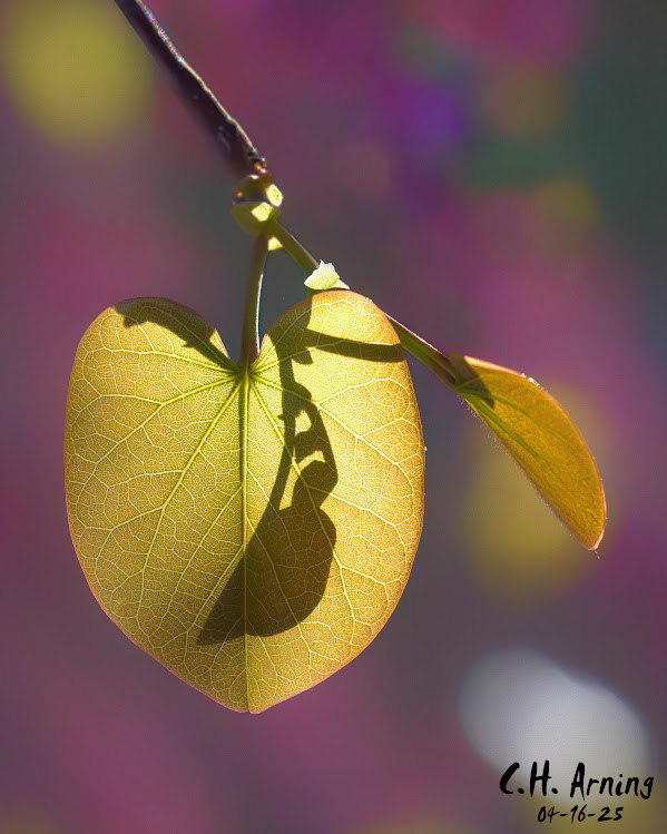 Leaf Lantern
