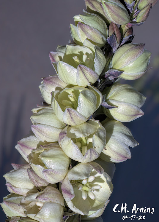 Desert Pearls