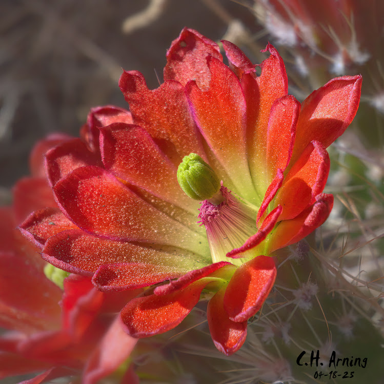 Desert Fire