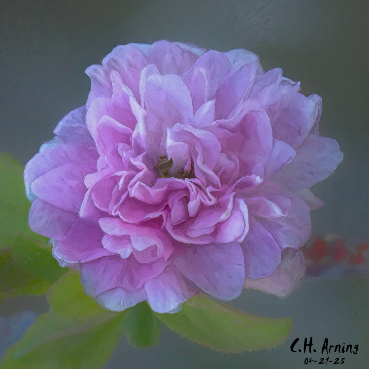 Painted Bloom