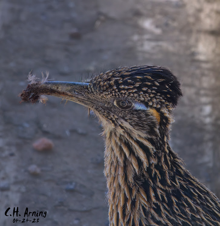 Feathered Hunter