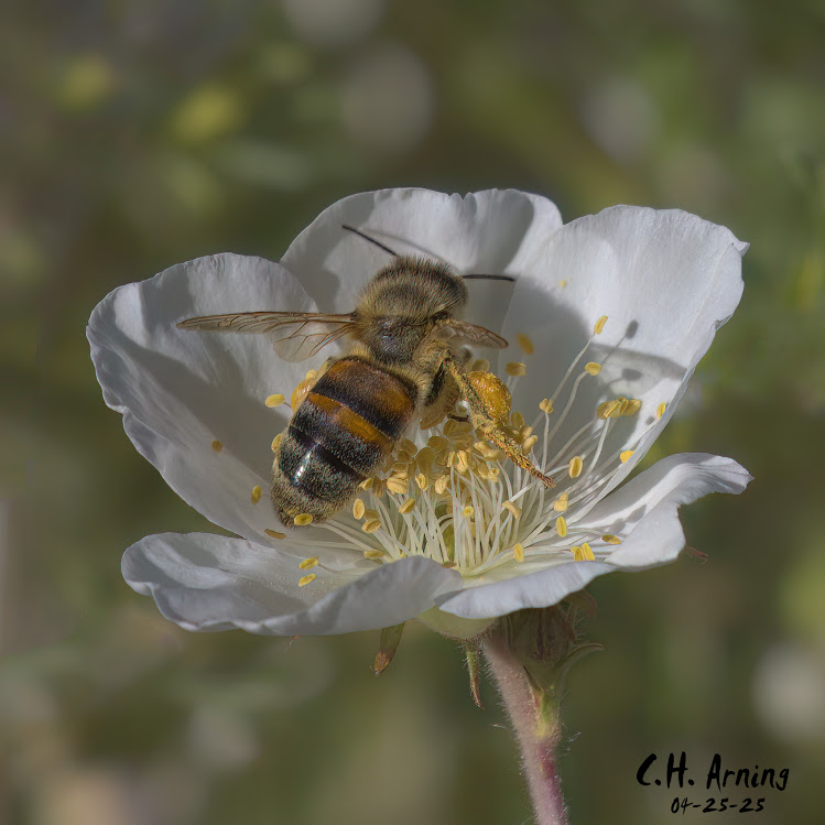 Pollen Pursuit