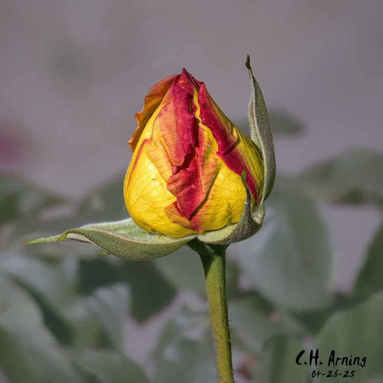Color Awakening