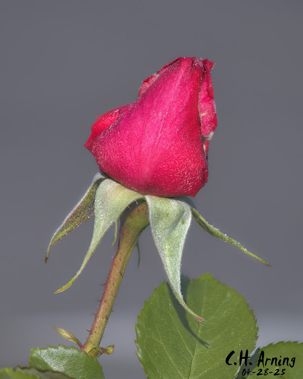 Silent Promise