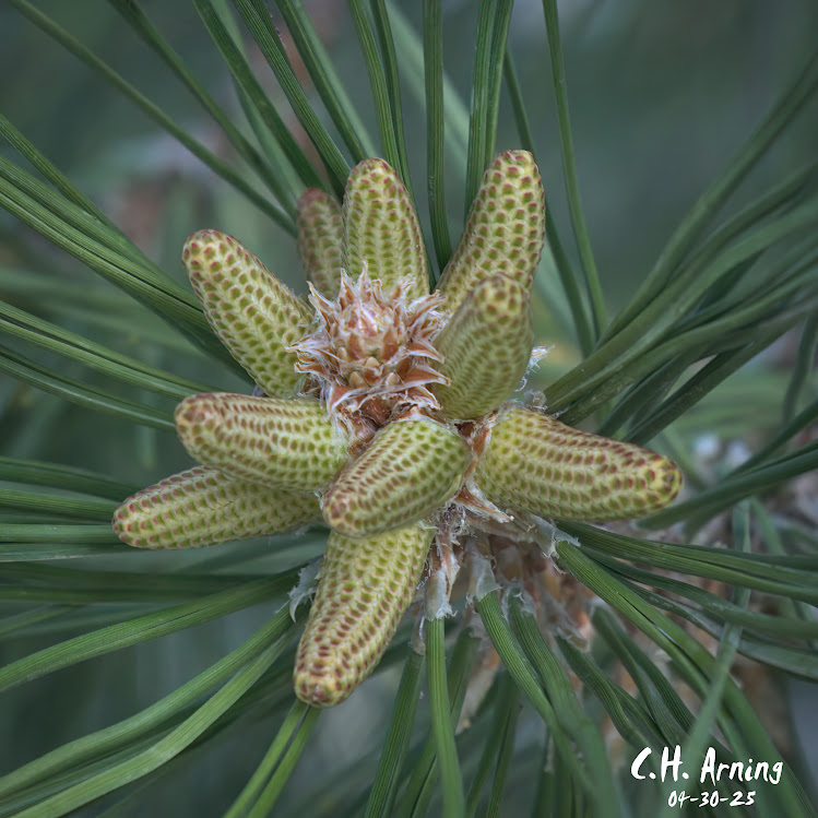 Pine Bloom