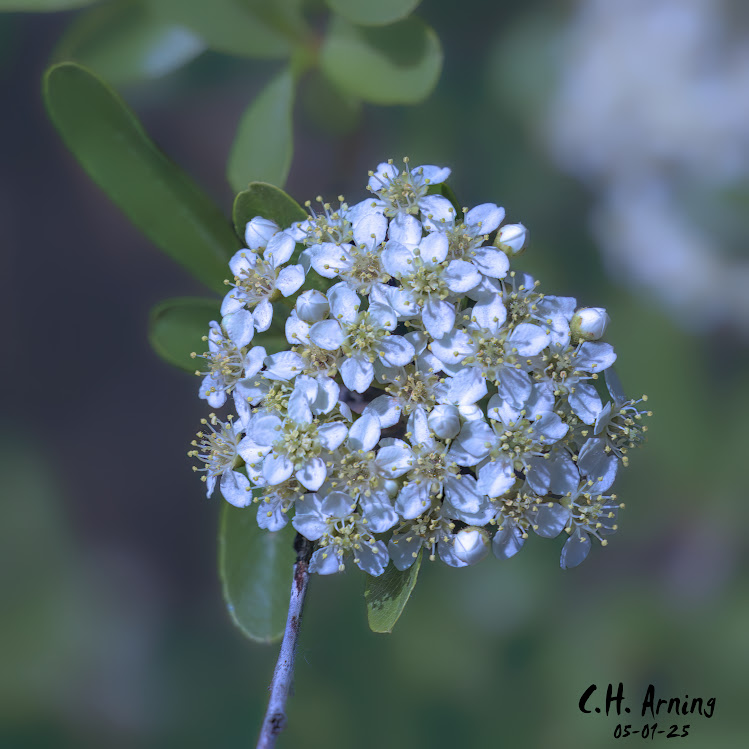 Spring Lace