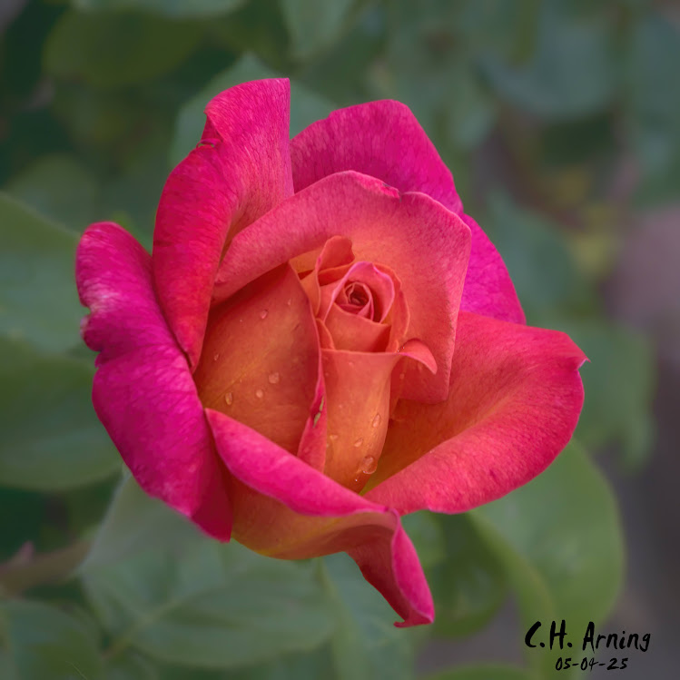 Crimson Bloom