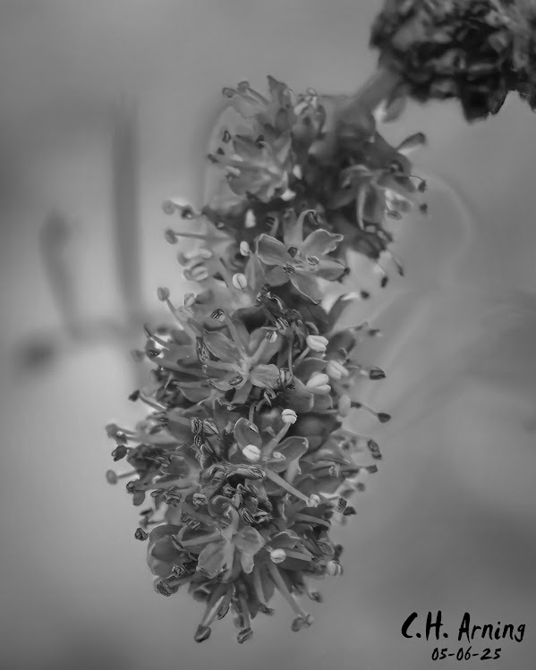 Shadow Dance