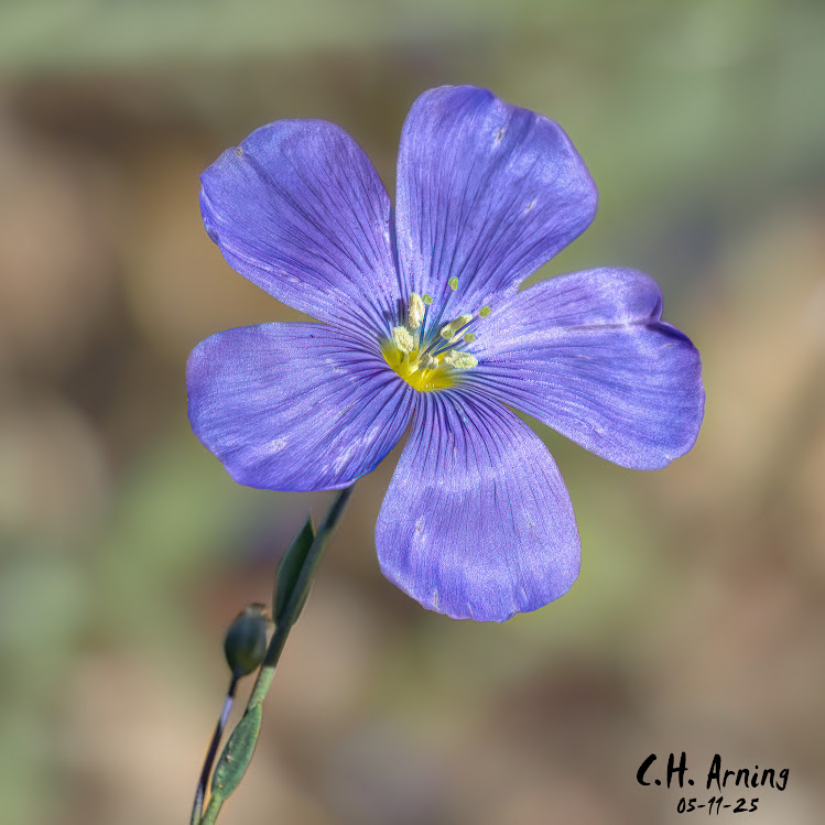 Spring Radiance