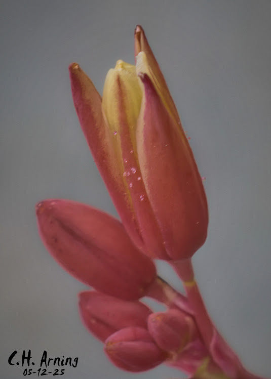 Yucca Flame