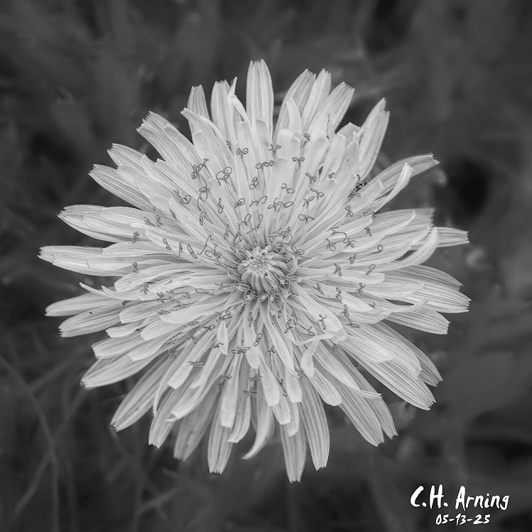 Monochrome Bloom