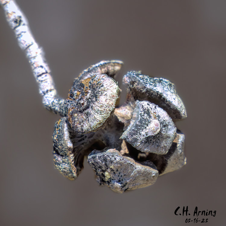 Cracked Capsule