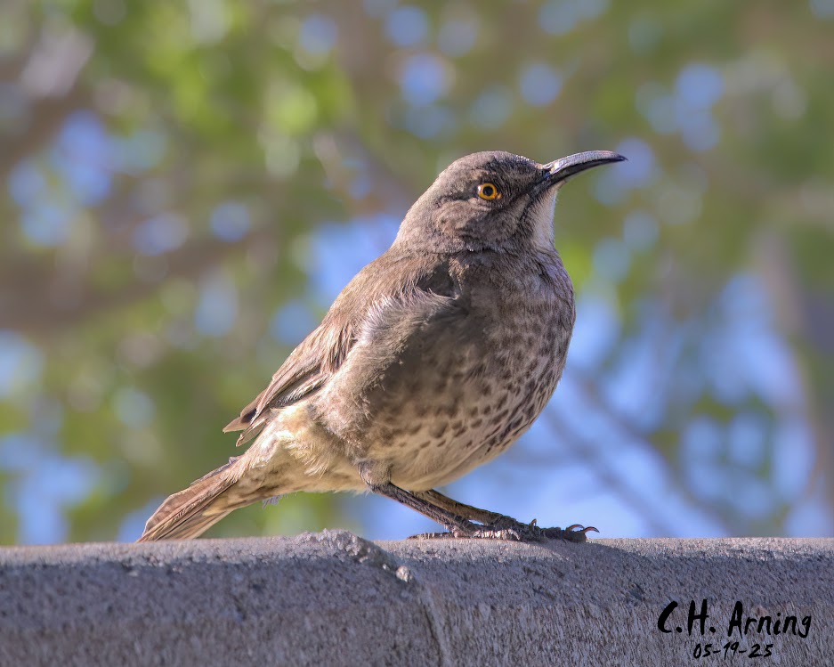 Morning Lookout