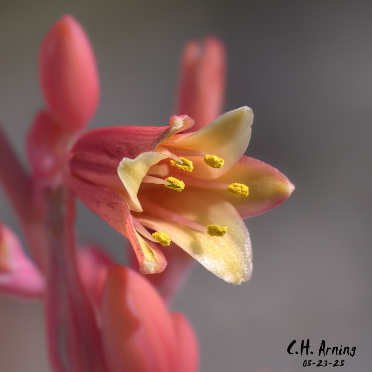 Desert Jewel