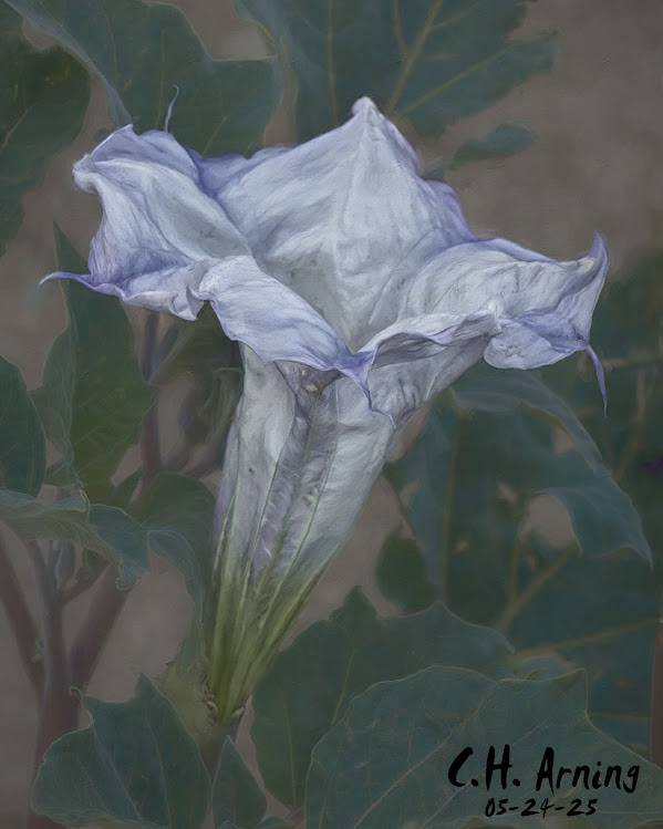 Ghost Flower