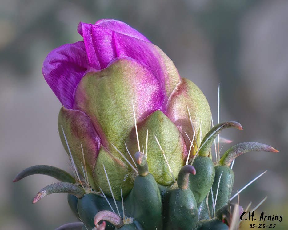 Cactus Crown