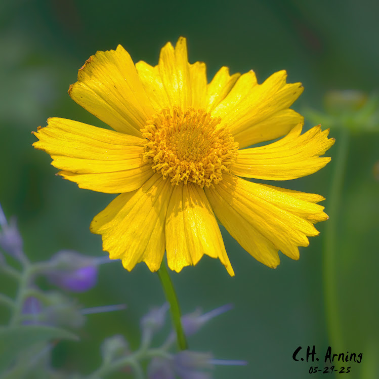 Summer Glory