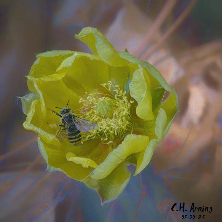 Cactus Guest