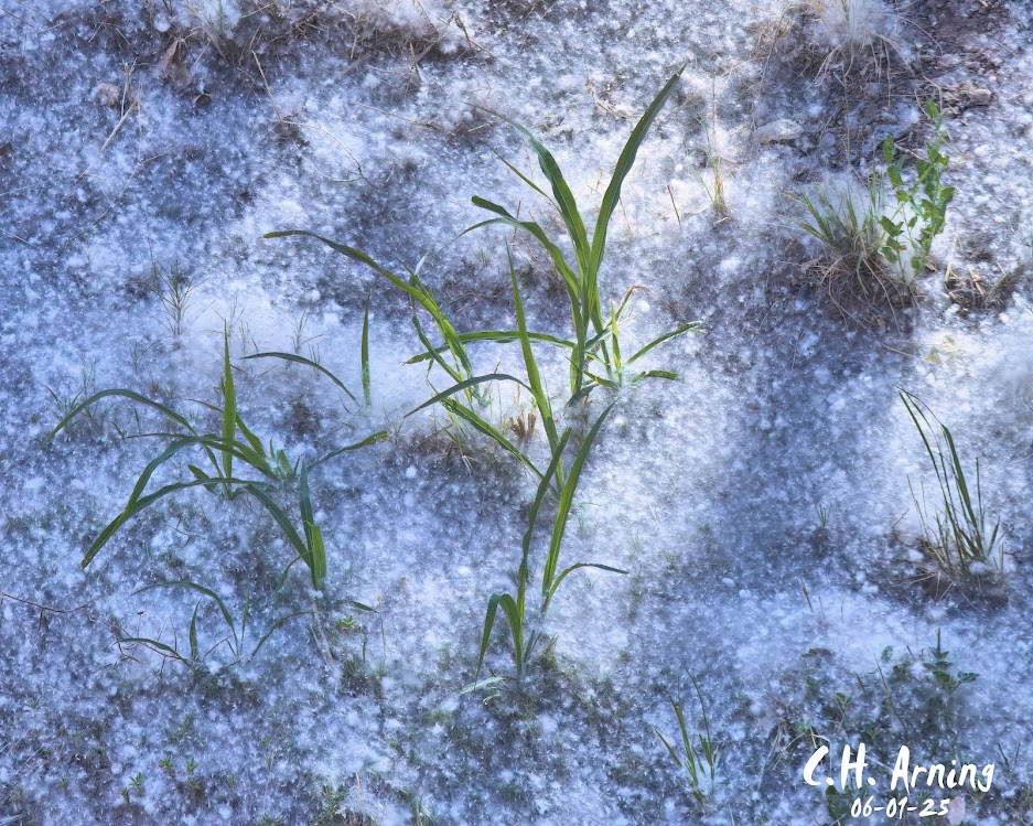 Spring Snowfall