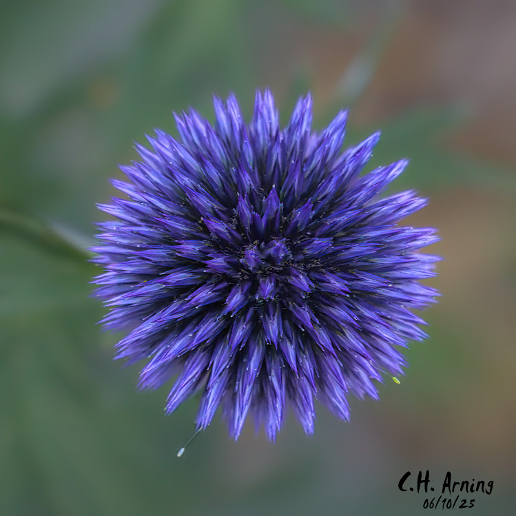 Thistle Crown