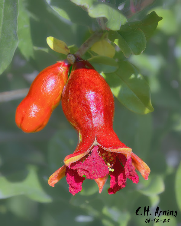 Flame Fruit