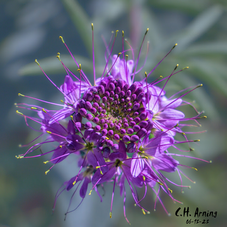 Starlit Bloom