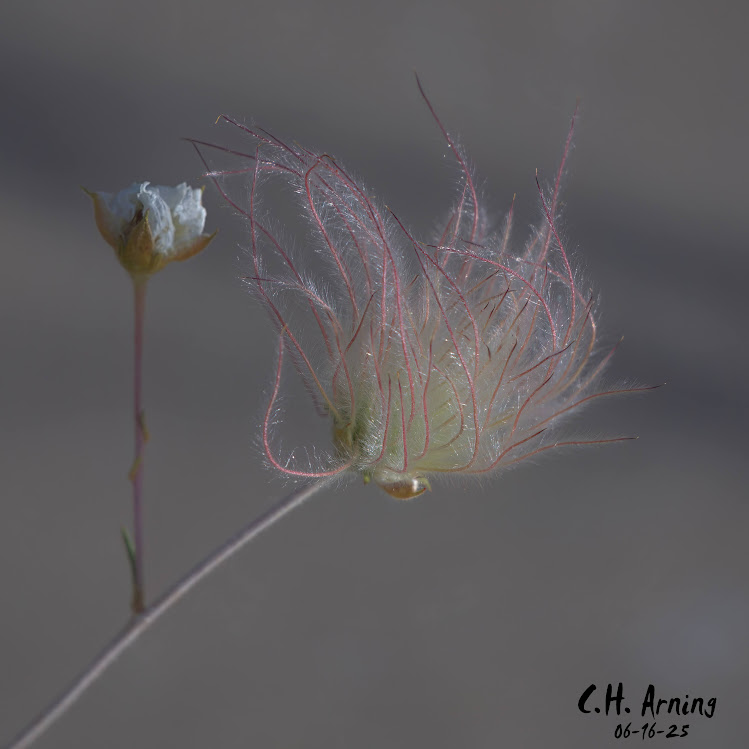 Wisp Crown