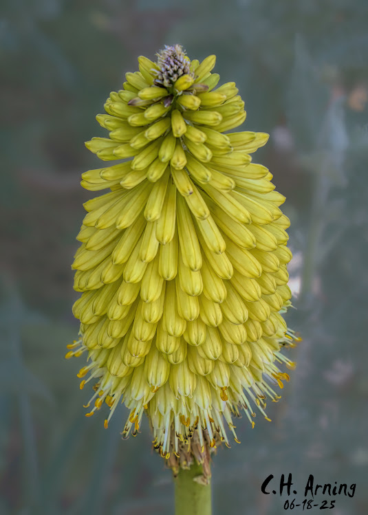 Torch Flower