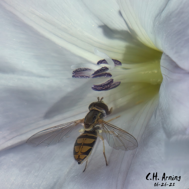 Flower Dweller