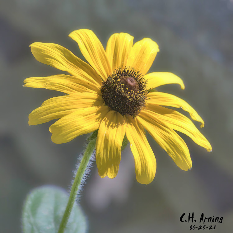 Sunlit Bloom