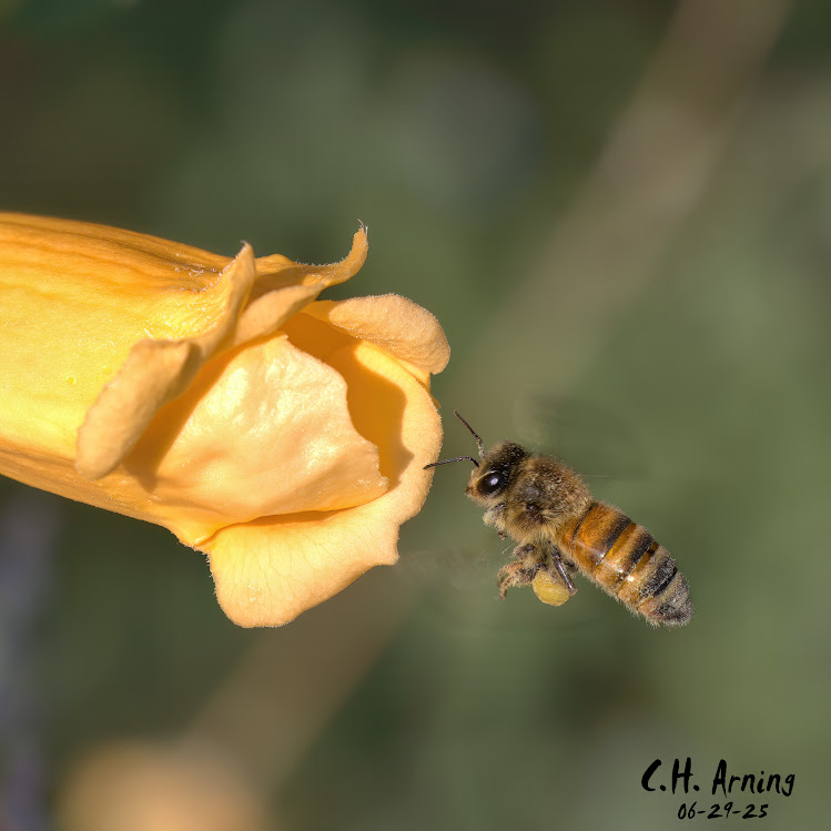 Buzzing Arrival
