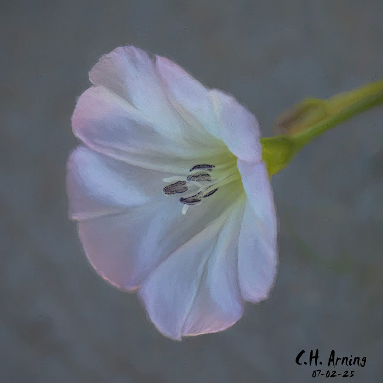 Soft Bloom