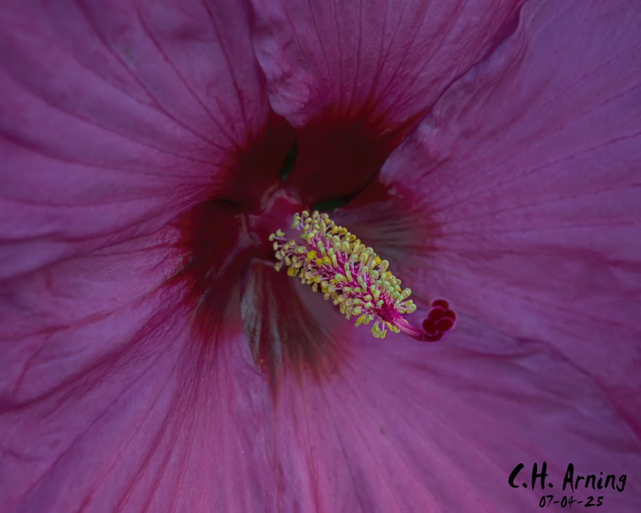 Floral Fireworks