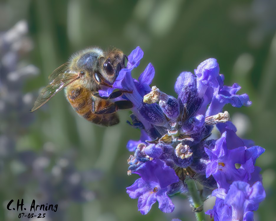 Floral Feast