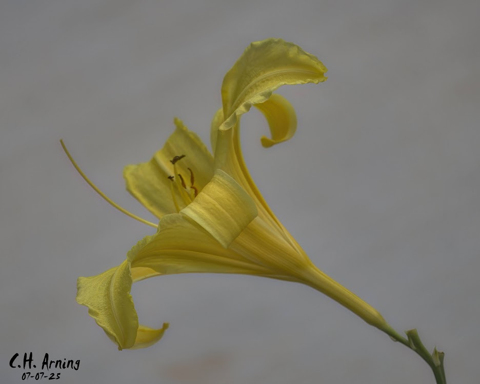 Soft Trumpet