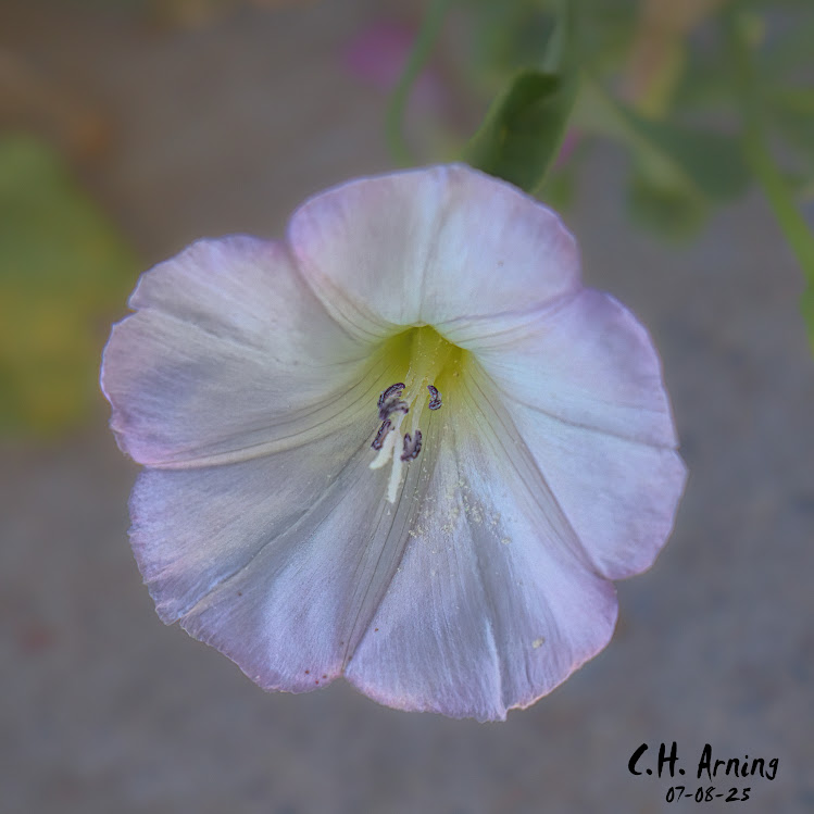 Pale Radiance