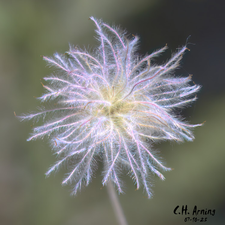 Star Bloom