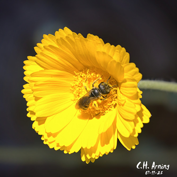 Bloom Dweller