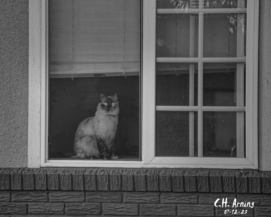 Silent Sentinel