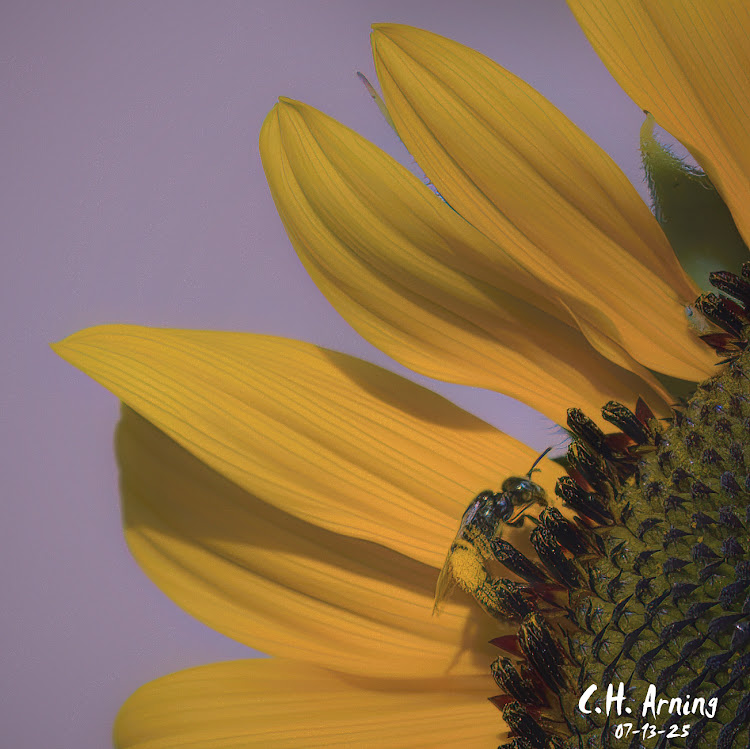 Sunlit Work