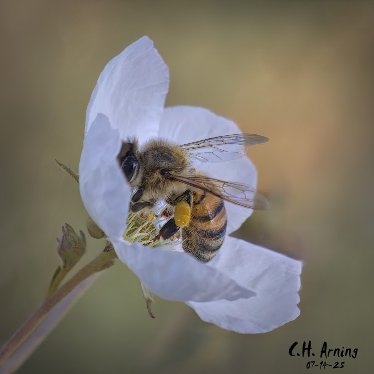 Busy Beauty