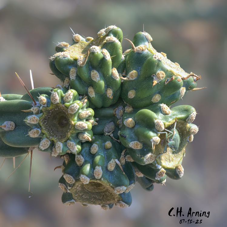 Desert Texture