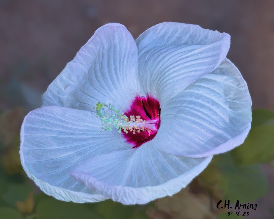 Delicate Burst