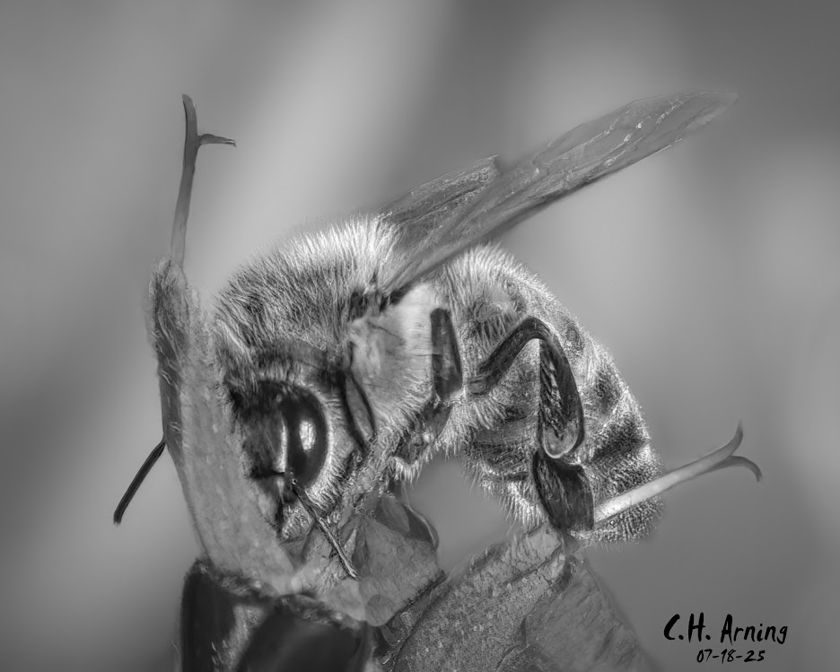 Pollen Duty