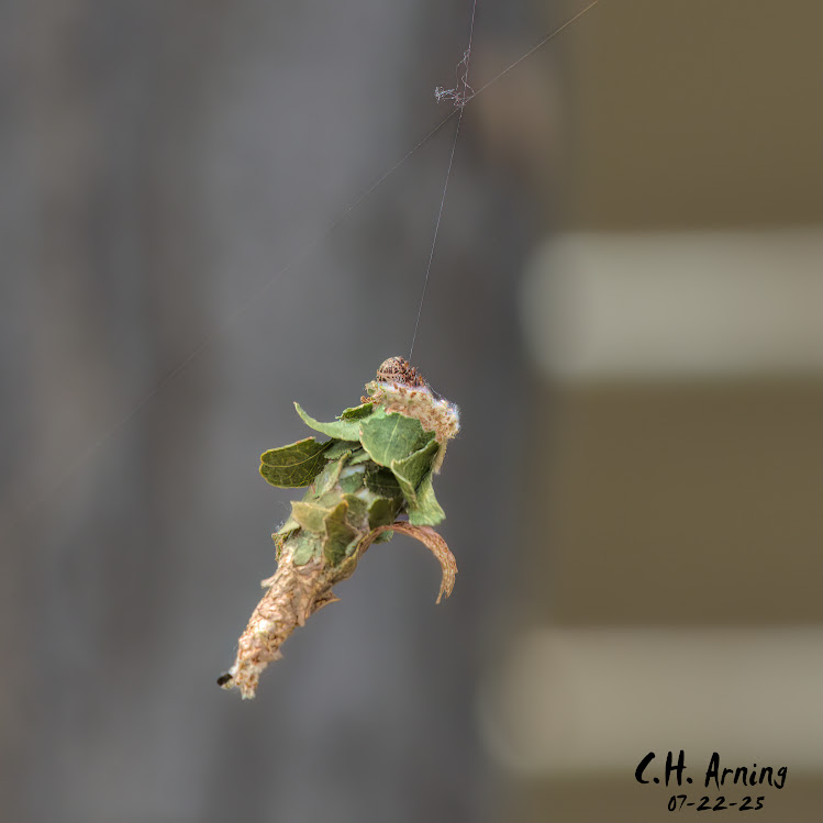 Tethered Refuge