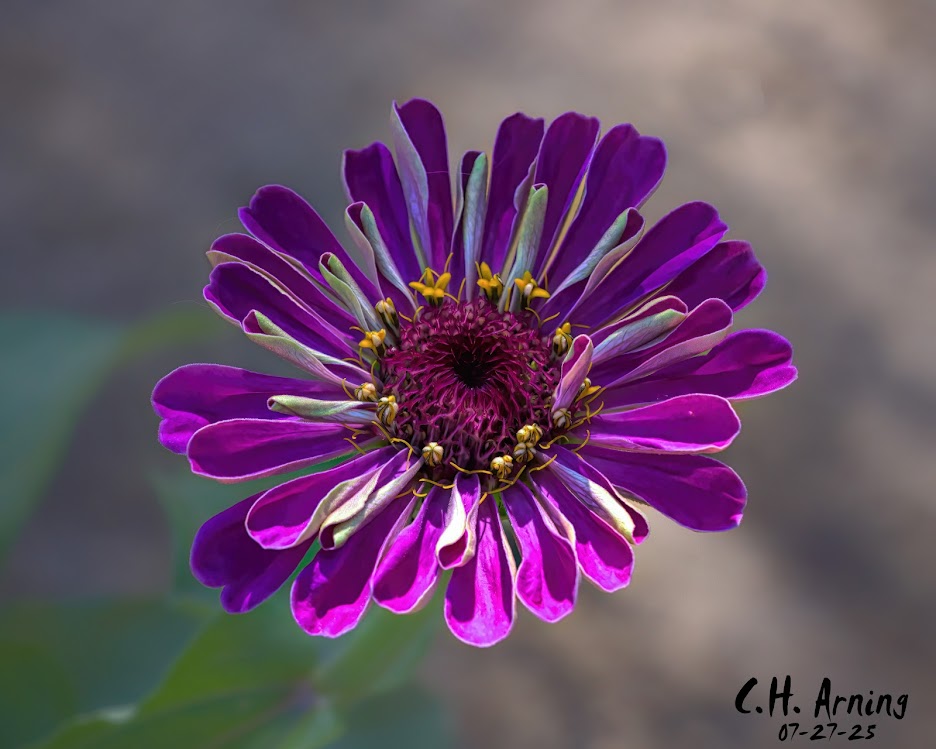 Vivid Spiral